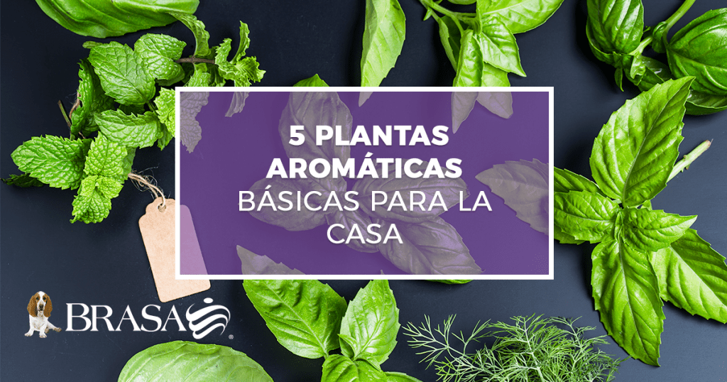 5 plantas aromáticas básicas para la casa - Jardinatis